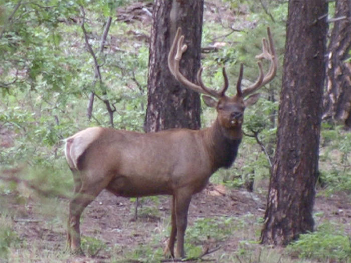 Leftover permittags remain for 2023 elk hunts — Northern Arizona