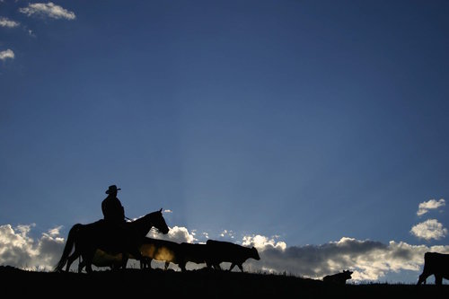 Wolf Range Riders Eastern Arizona Counties Organization contributes $35,000 to Range ...